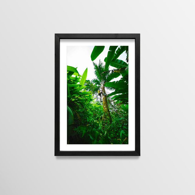 Vin de palme - Sao Tome