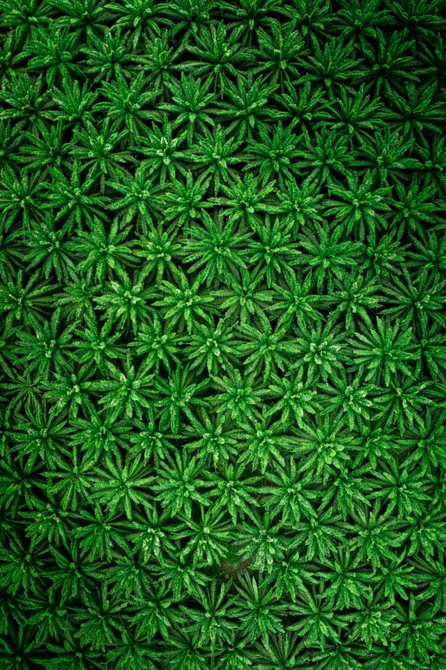 Pattern - Sao Tome
