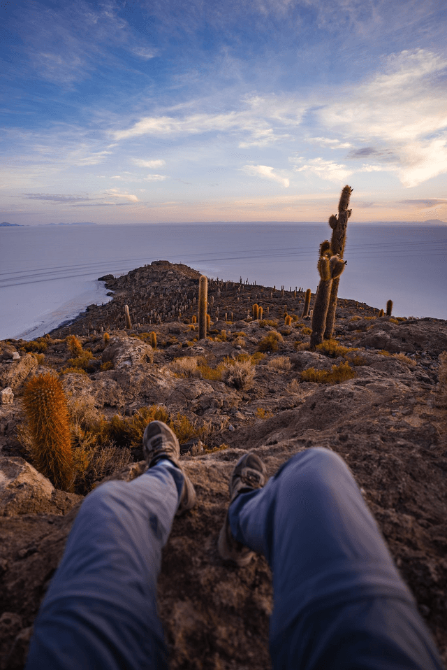 Cactus - Bolivie