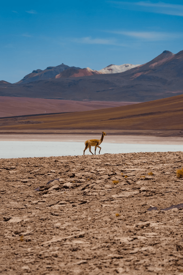 Vicunha - Bolivie