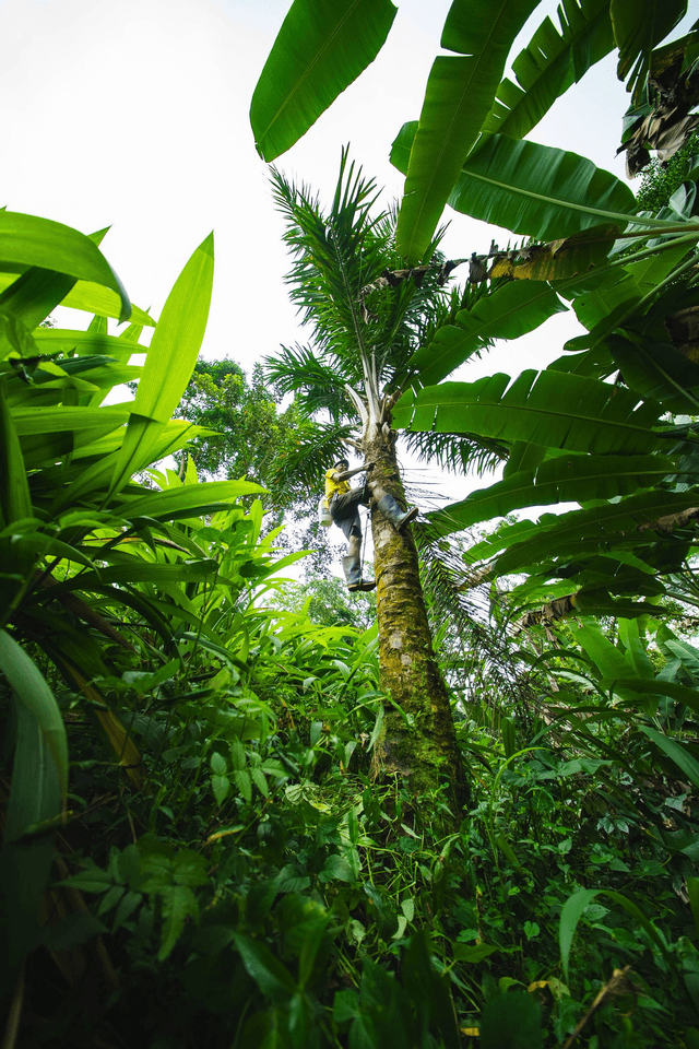 Vin de palme - Sao Tome